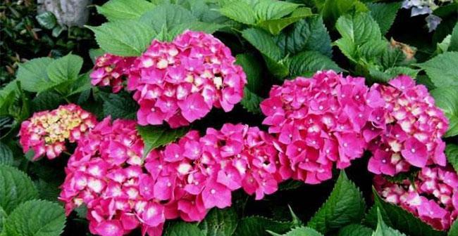 绣球花的花语及其寓意（美丽的绣球花传递着什么样的信息）