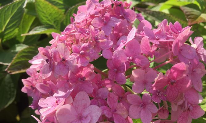绣球花（绣球花的花语及其隐含的意义）