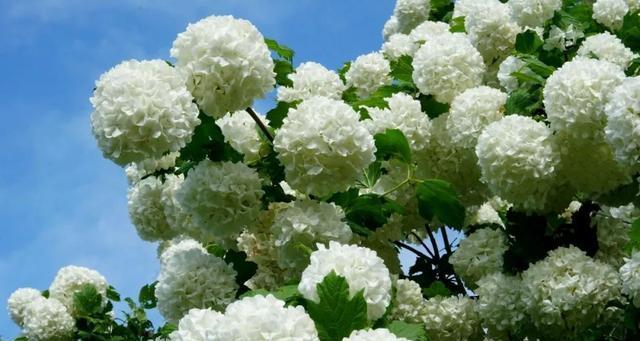 绣球花的花语和寓意（探寻绣球花的美丽意义）