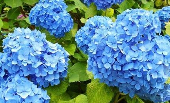 绣球花的花语和寓意（探寻绣球花的美丽意义）