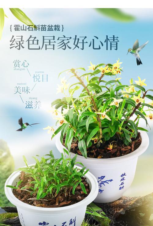 铁皮石斛如何分盆容易成活（学会正确分盆）
