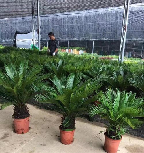 铁树是室内还是室外更好（铁树种植的选择）