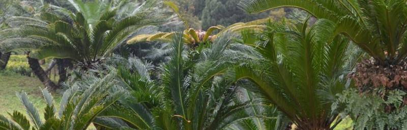铁树不开花的原因及解决方法（探究铁树花期）