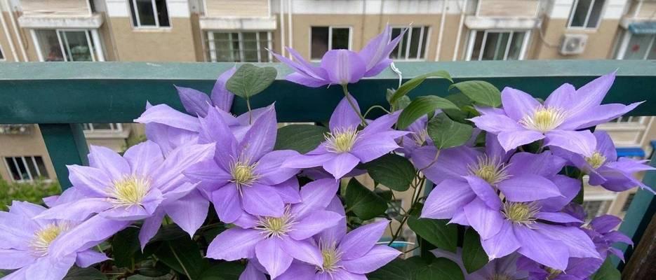 铁线莲花的肥料应用（选择合适的肥料来满足铁线莲花的生长需求）