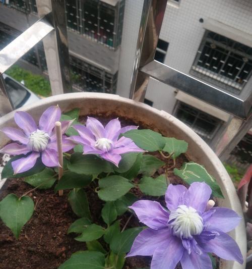 铁线莲是否具有香味（探究铁线莲的气味特点与香味成因）
