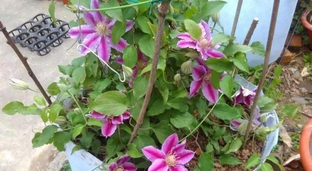 铁线莲种球的保存与种植技巧（种球保存方法）