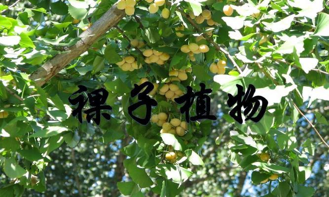 铁线蕨不是裸子植物（揭开铁线蕨的真正身份）