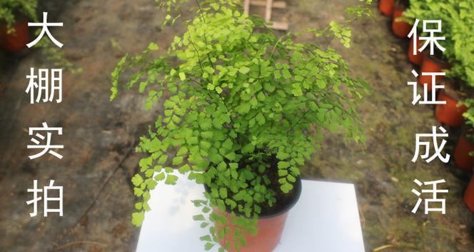 荷叶铁线蕨——一种独特的蕨类植物（了解荷叶铁线蕨的外貌）