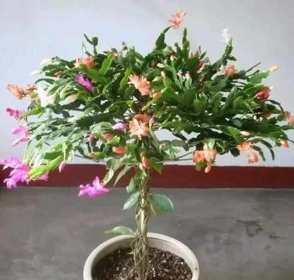 铁掌兰开花频率及养护（一年开几次花）