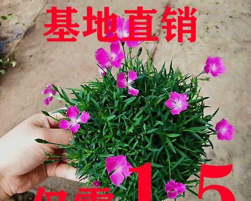 打造喜阴庭院，推荐适合的花卉（选择合适的花卉）