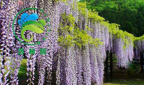 庭院藤蔓花卉的选择与养护（打造四季花香永不落幕的私家花园）
