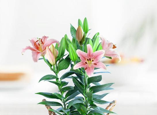 庭院种百合（美丽与芬芳相伴的最佳选择）