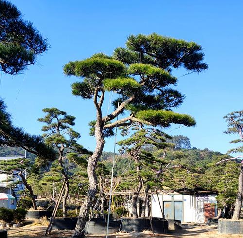 打造优美庭院，种植黑松是不错的选择（黑松适合栽在庭院哪个位置）