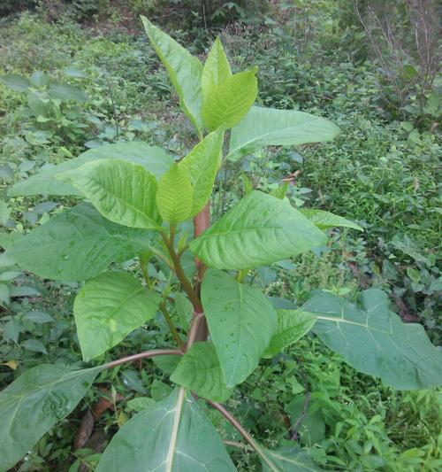 探究桐树花的食用价值（桐树花的营养价值与食用方法）