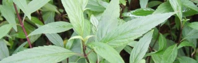 透骨草的神奇功效（从骨痛到乳腺癌）