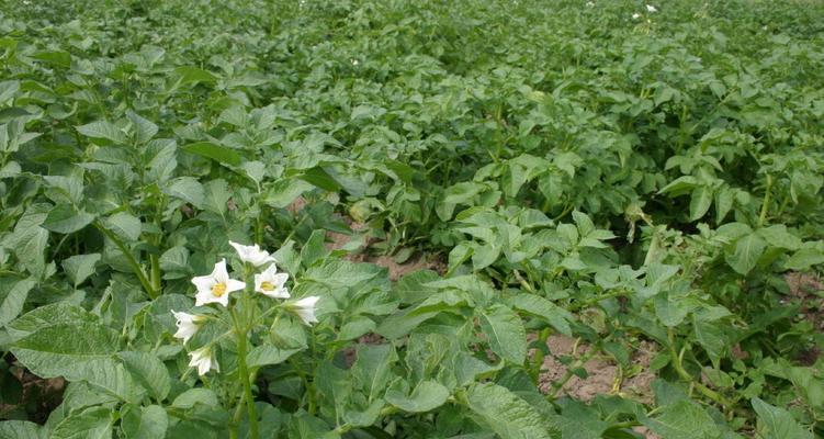 如何种植优质土豆（时间、方法、技巧）