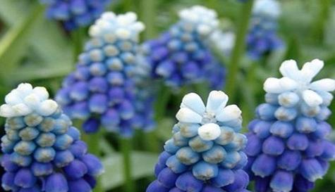 以玫瑰花的花语为主题的文章（探寻玫瑰花花语中的偏爱意象）