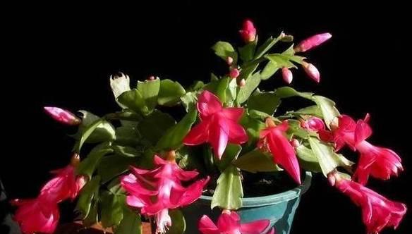 囚禁之花（囚禁在花间）