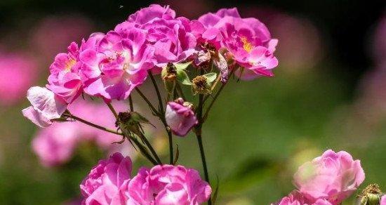 以向日葵花语为主题的文章（向日葵花语传递的希望和美好）