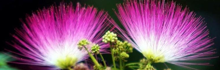 阳光花语（以太阳花为代表的鲜花花语）