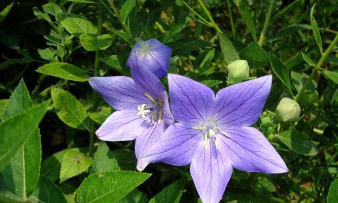 聆听花语——以风铃花为主题的花语解读（风铃花的轻声倾诉与聆听）
