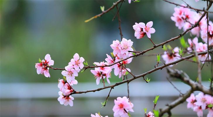 十二生肖之桃花代表的含义（探究桃花在十二生肖中的象征与影响）