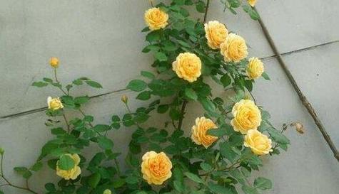 乌鲁木齐市花——锦绣矢车菊的美丽和象征意义（探索乌鲁木齐市花锦绣矢车菊的花卉文化与历史背景）