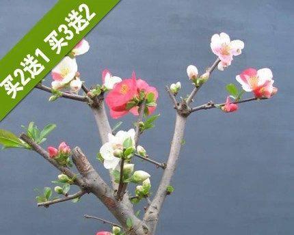 海棠冬季养护指南（室内海棠的营养）