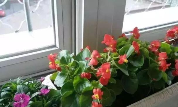 海棠花开花时能不能浇水（了解海棠花的生长需求）