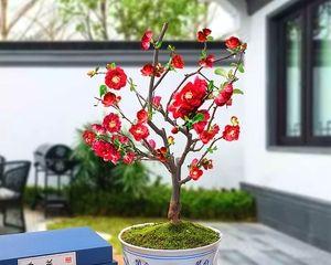 海棠花可否在室内种植（探究海棠花在室内种植的可行性及注意事项）