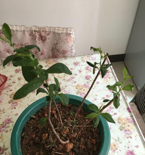 拯救海棠花的秘诀（如何让枯萎的海棠花重新焕发生机）