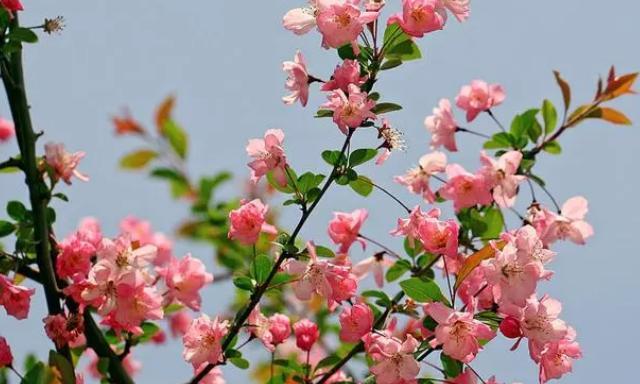 海棠花怕冷吗（探究海棠花的抗寒能力及冬季保养方法）