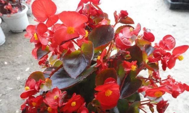 如何养殖美丽的海棠花（手把手教你养殖海棠花）