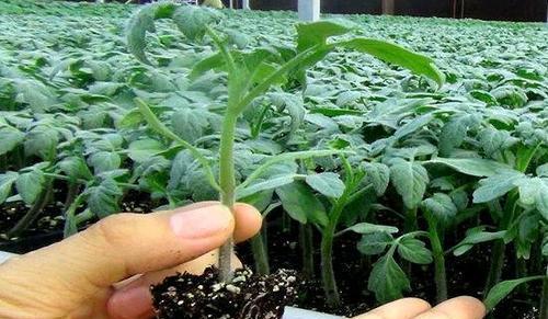 海藻酸对植物的作用（探究海藻酸在植物生长中的重要作用）