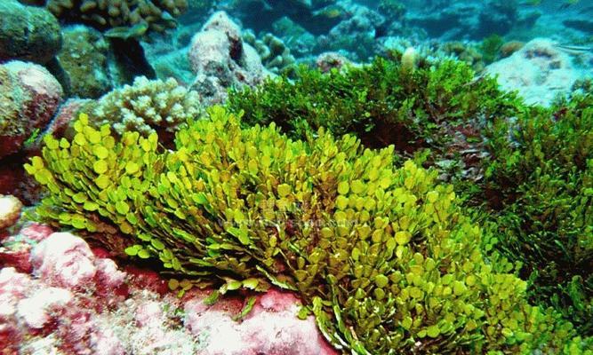 海藻籽的来源及其营养价值探究（发现海洋之宝——海藻籽的特殊成分与功效）