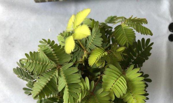 含羞草的生长习性特点和生长环境条件（探秘含羞草的“内向”世界）