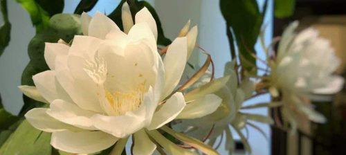 昙花（昙花的寓意与象征风水）