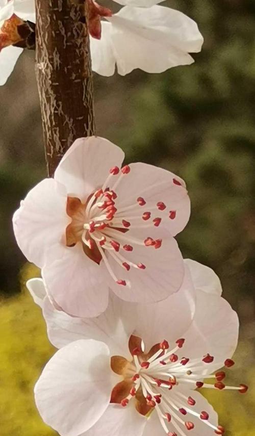 桃花的花语与美丽之意（探寻桃花的花语及其象征意义）