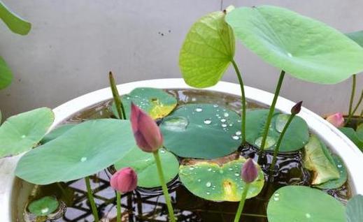 碗莲花的美丽与寓意（探索碗莲花的花语）