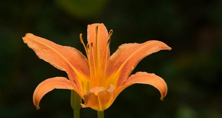 忘忧草的奇妙力量（舒缓压力、提升幸福感）