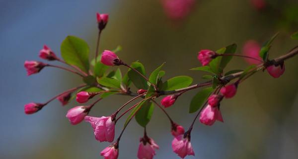 西府海棠花语之美（探索西府海棠的花语与意义）