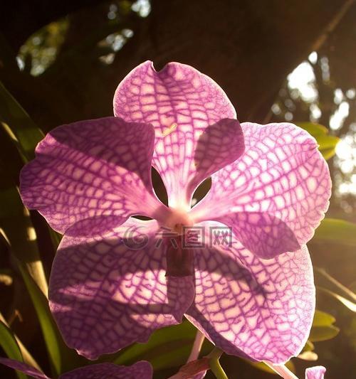 光明与黑暗共生的花之美（以花为媒介）
