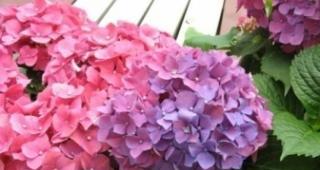 探寻绣球花的花语之美（绽放如同夏日的星辰——绣球花的浪漫花语）
