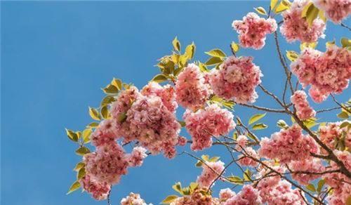 樱花的花语与寓意（樱花花语的多样性与适合赠送的对象）