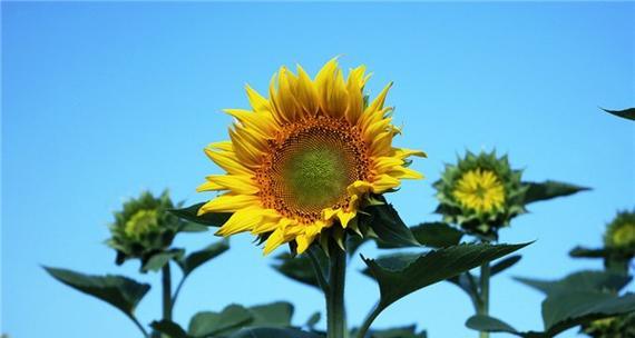 向日葵开花季节详解（从春到秋）