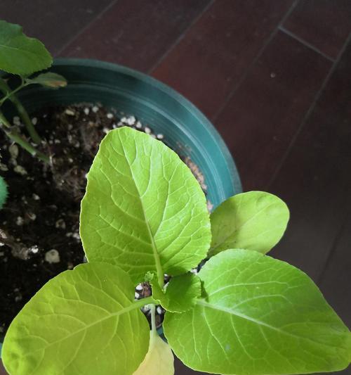 小白菜的生长特点与养护技巧（掌握喜阴或喜阳光）