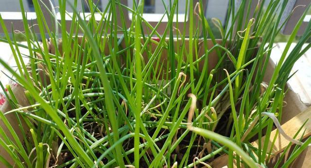 小葱种植月份详解（选择适宜的种植月份）