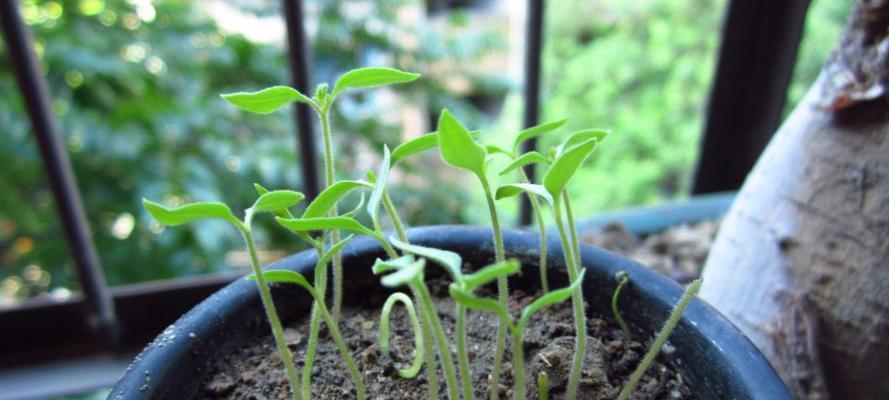 小番茄生长期多长时间（从种植到收获的全过程）