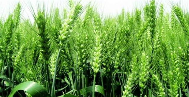 小麦种植与收获全指南（了解小麦生长周期）