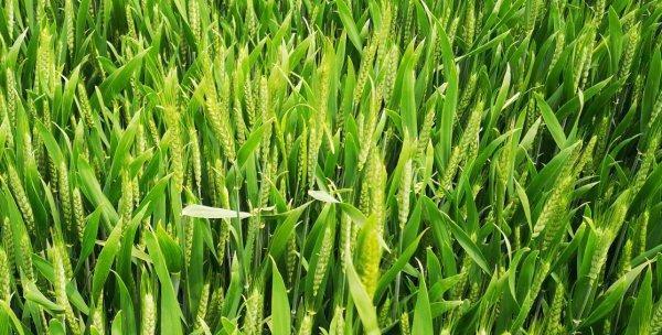 小麦花花期的时间与特点（探究小麦花花期的生长发育和影响因素）
